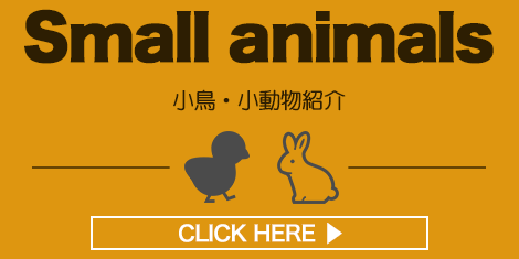 小鳥・小動物紹介 Small animals