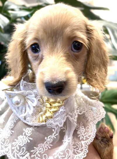 ミニチュアダックスフンド