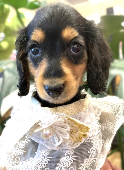 ミニチュアダックスフンド